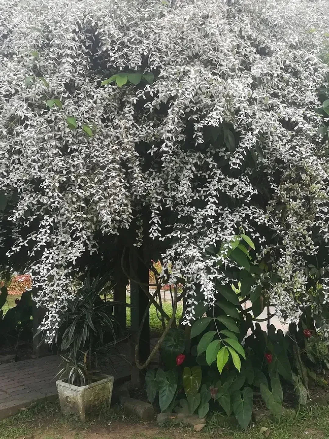 jardim com crescimento desenfreado
